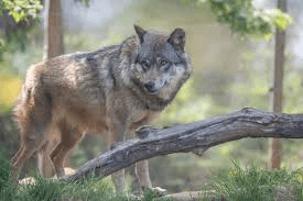 Carpathian Wolf — Permit Hunt