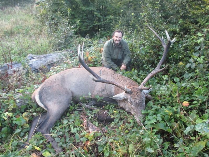 Red Stag Hunt in Romania