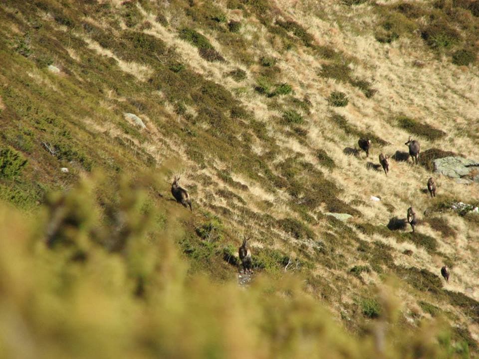 Carpathian Chamois Hunt in Romania