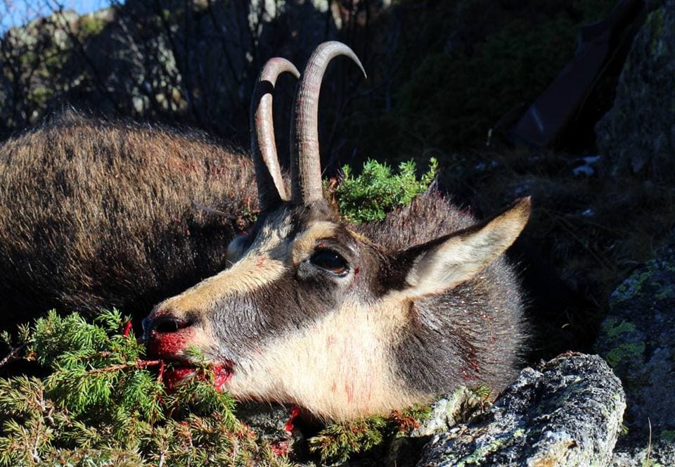 Carpathian Chamois Hunt in Romania