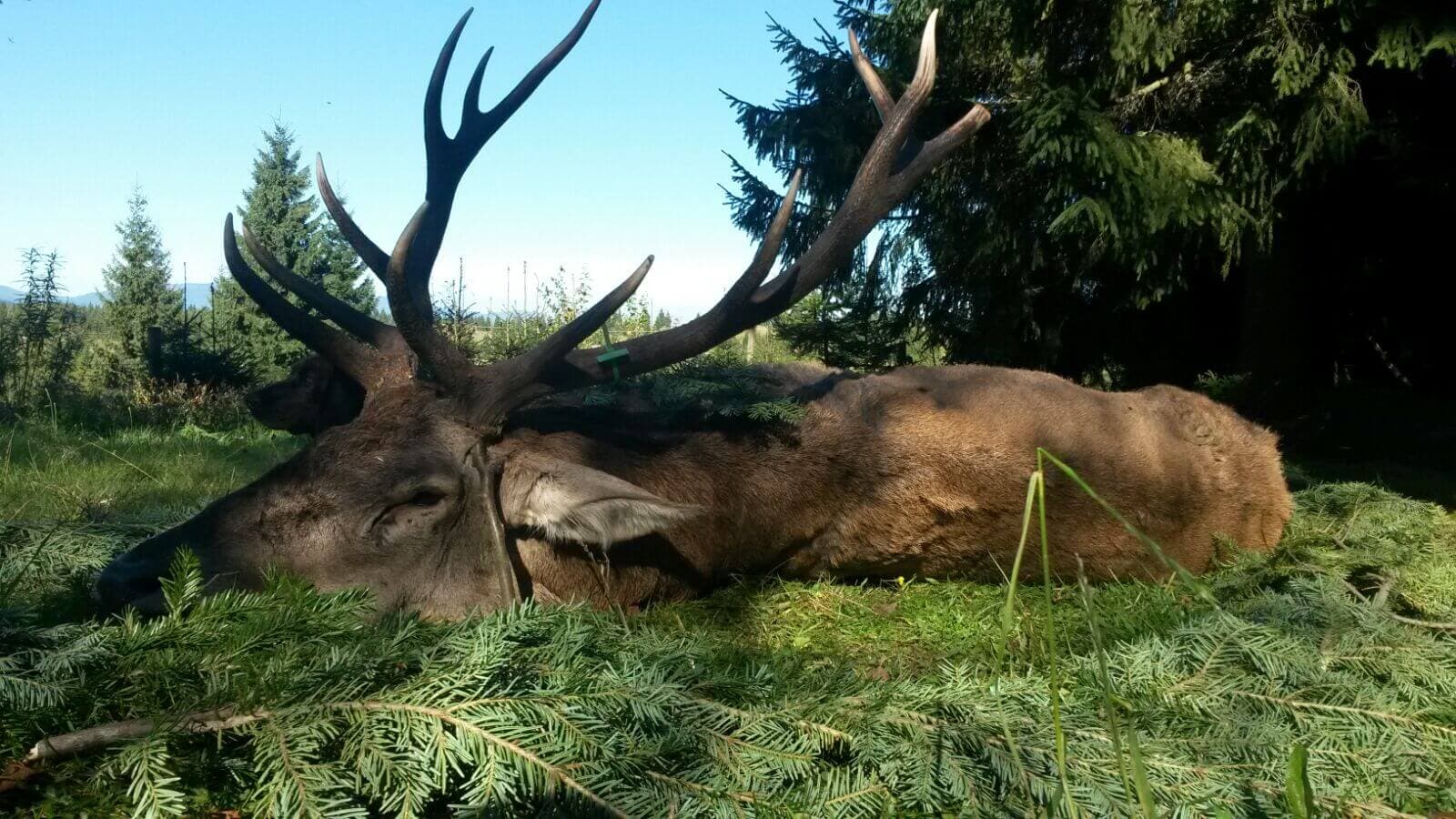 Red Stag Hunt in Romania