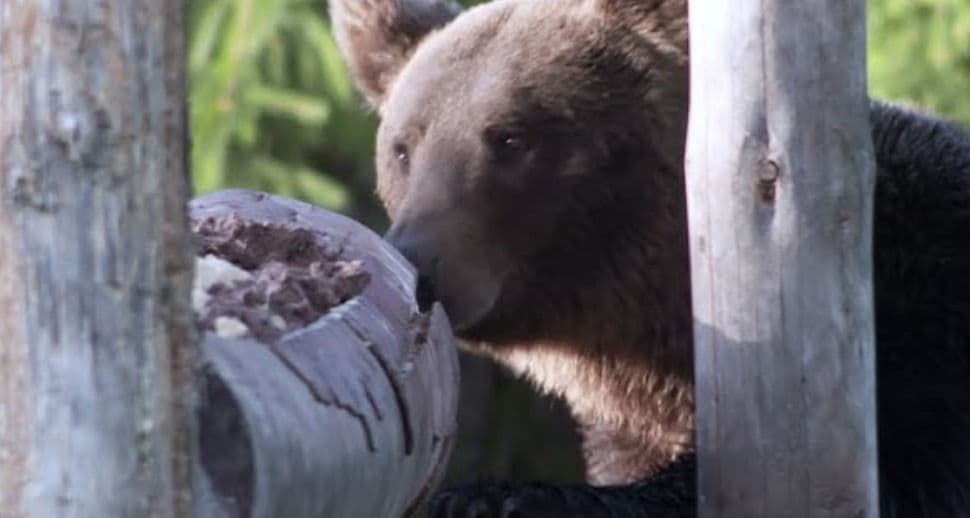 Arges Brown Bear Quest
