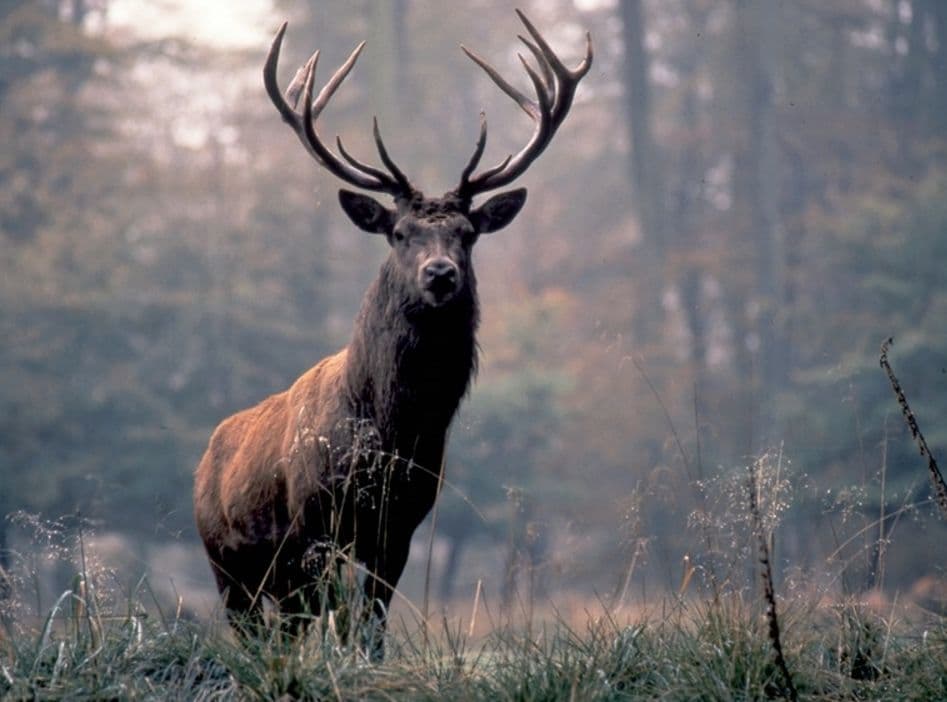 Red Stag Hunt in Romania