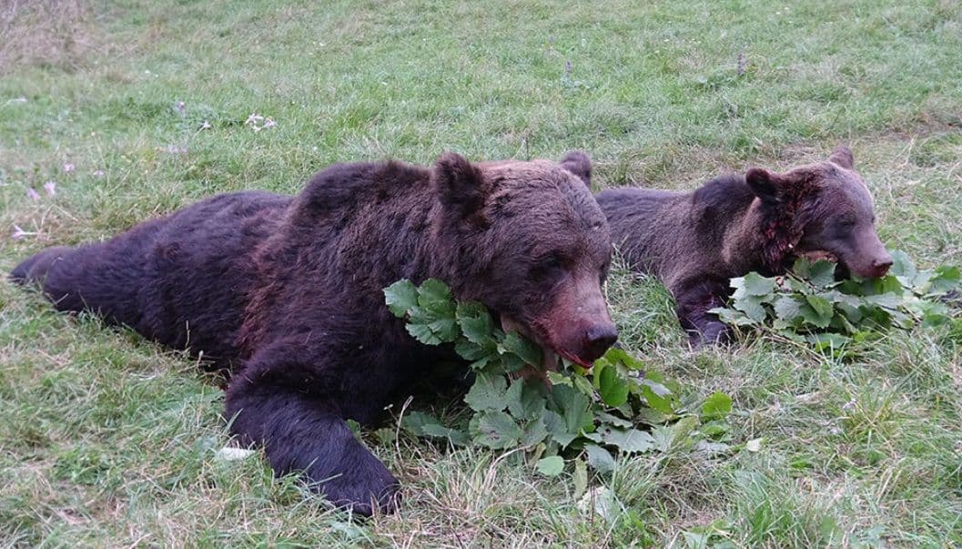 Arges Brown Bear Quest