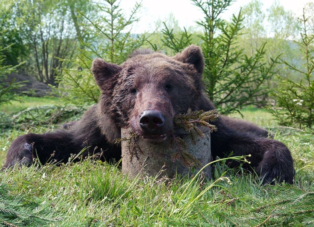 Arges Brown Bear Quest