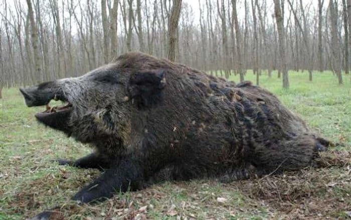 Maramures Wild Boar Hunting in Romania