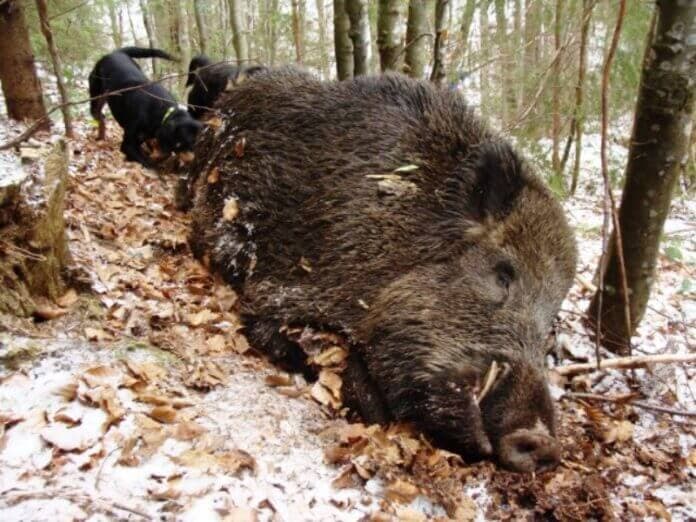 Maramures Wild Boar Hunting in Romania