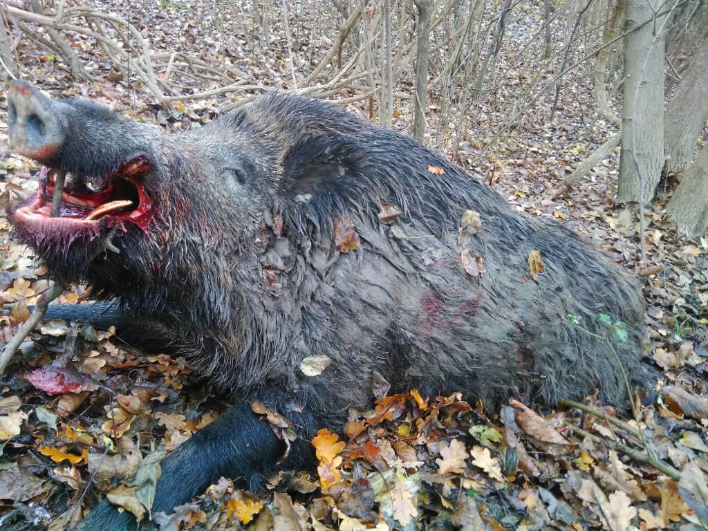 Maramures Wild Boar Hunting in Romania