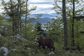Brown bear feeding in beech forest clearing