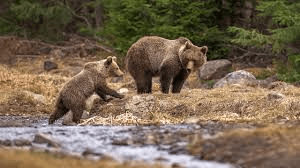 Brown bear in the Southern Carpathians — Argeș County